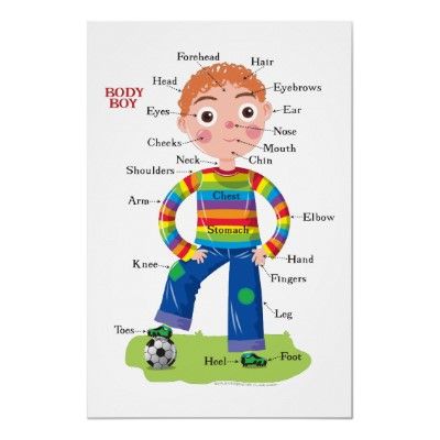 THE BODY (Parts of the body)